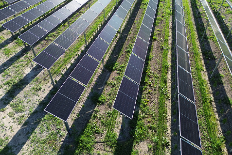 Obrázek znázorňuje fotovoltaické systémy navržené společností ALPEAS v Itálii, umístěné nad vinicí tak, aby odolávaly vysokému zatížení větrem pomocí softwaru RFEM.