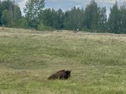 Wasserbüffel am Cospudener See