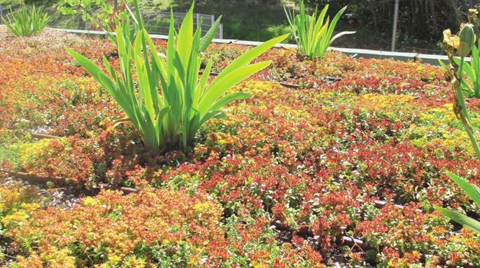 Detail of Green Roof (© ARTEMIS INGENIEUR)