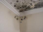 Mildew in Room