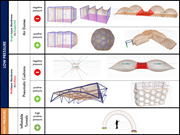 Clasificación de estructuras neumáticas