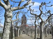Plátanos frente a la torre de bodas en Mathildenhöhe, Alemania