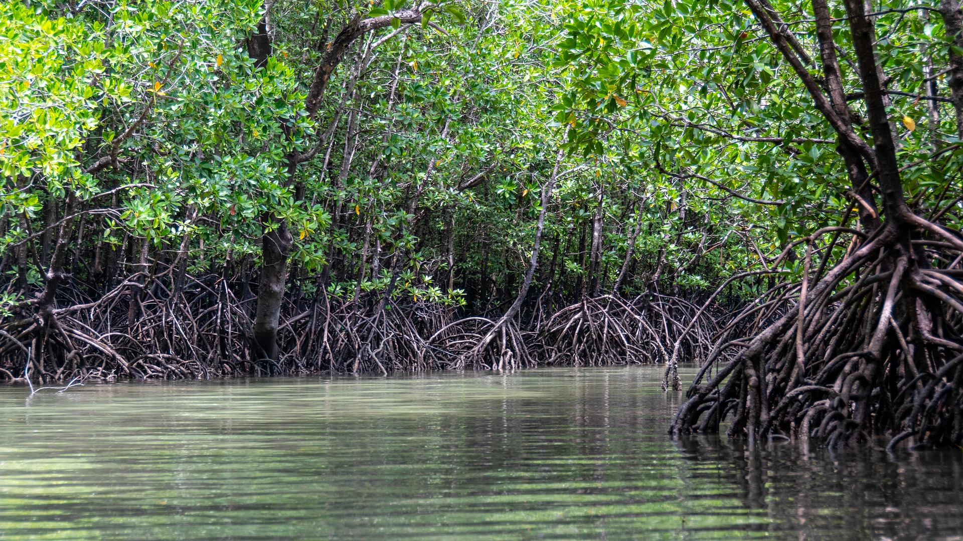Bosque de manglares en la costa de Johor en Malasia, un ecosistema indispensable