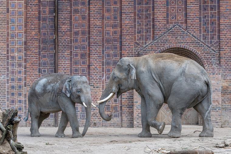 La façade bien connue du temple de l'éléphant du Zoo de Leipzig fait partie du style « Expression surface » de brique.