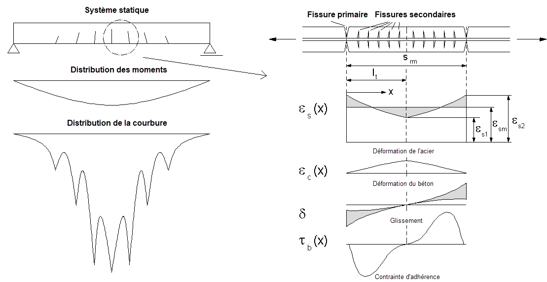 L’image montre le comportement de contrainte et de déformation entre deux fissures primaires et l’effet raidissant du béton.