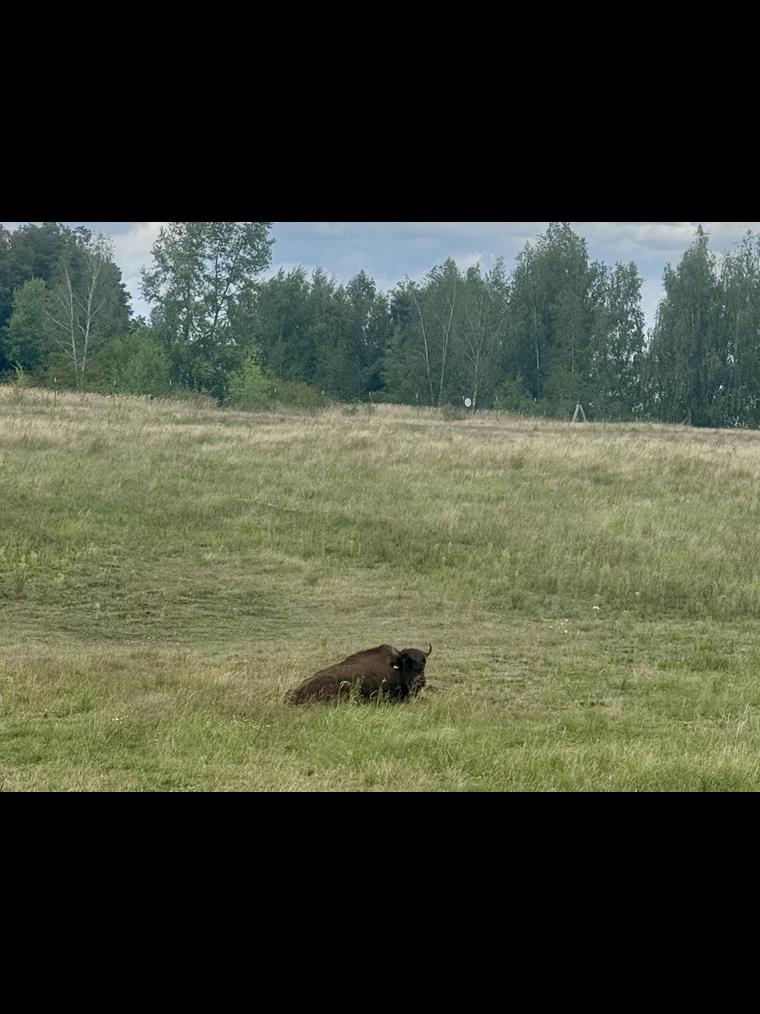 Buffles d’eau au lac Cospuden