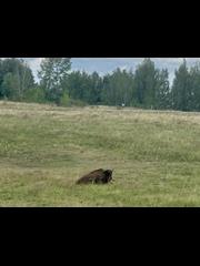 Buffles d’eau au lac Cospuden