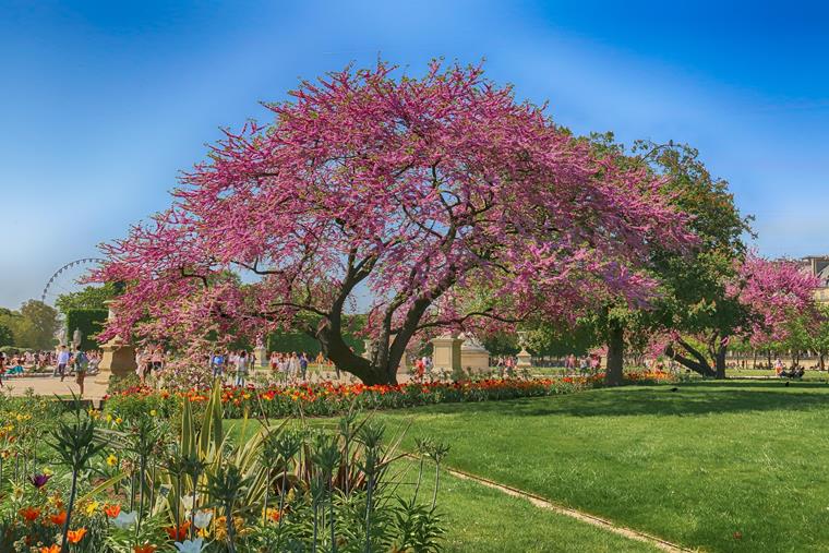 Vue panoramique sur le Jardin des Tuileries à Paris avec des espaces verts soignés et des statues historiques
