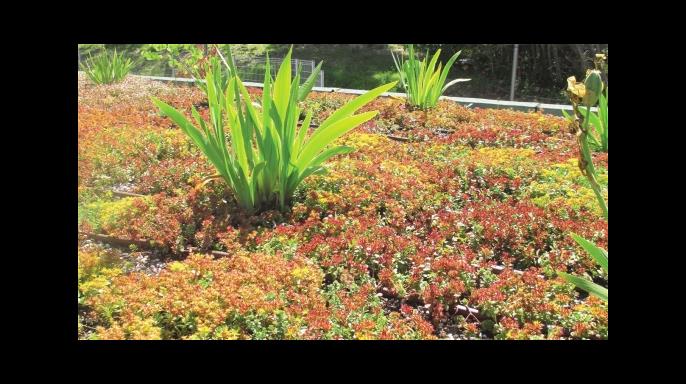 Detailaufnahme der begrünten Terrasse (© ARTEMIS INGENIEUR)