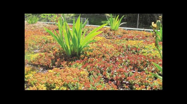 Detailaufnahme der begrünten Terrasse (© ARTEMIS INGENIEUR)