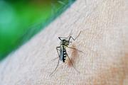 Zanzara in primo piano, nota come vettore della malaria a Panama.