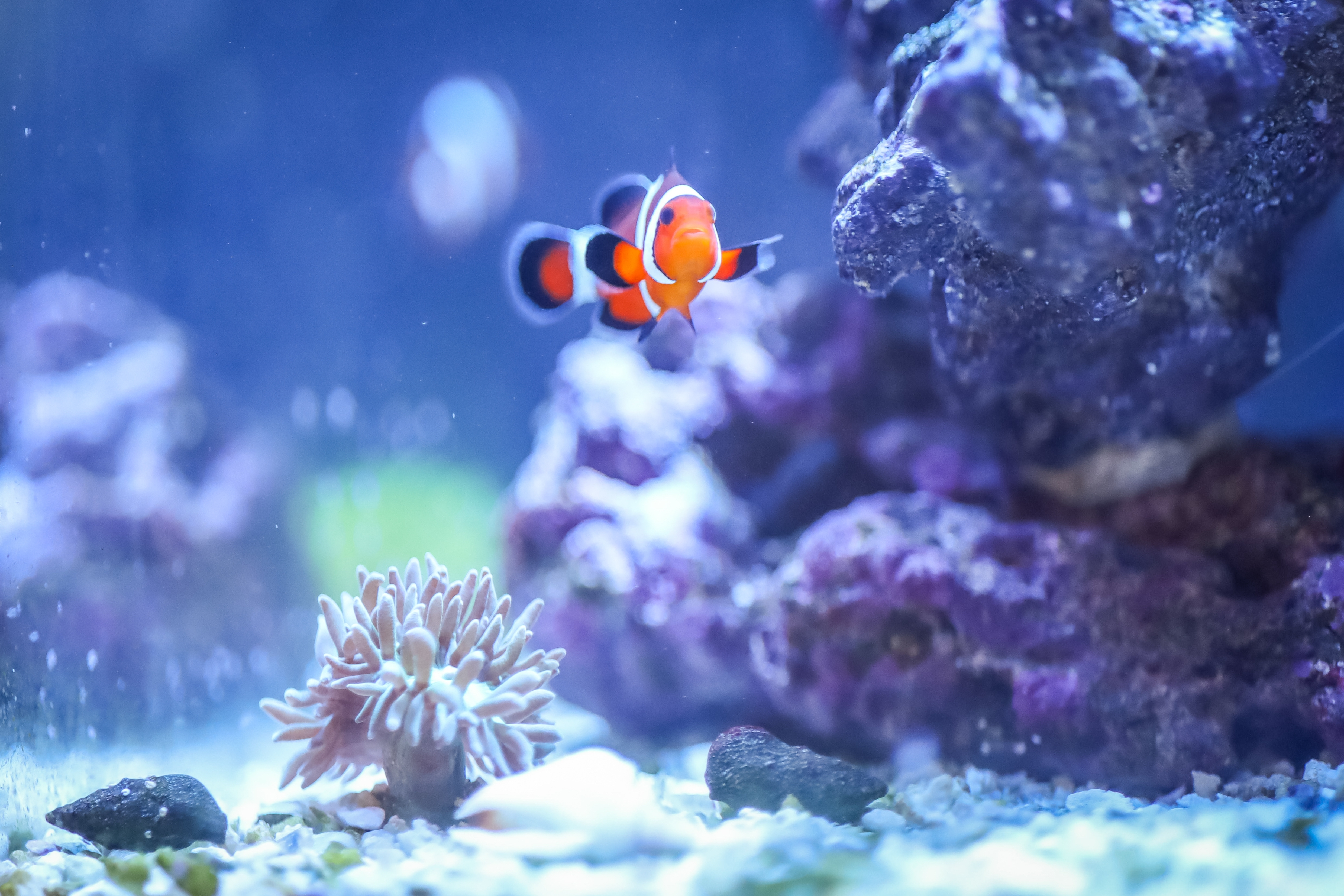 Peixes-palhaço verdadeiros e cerca de 100 outras espécies num aquário de água salgada colorido com elementos de recife de coral