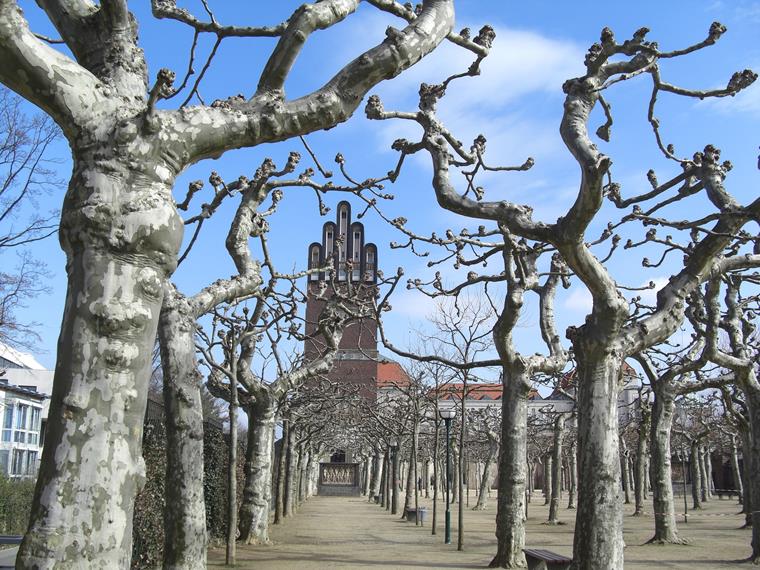 木结构建筑前的法国悬铃木，Mathildenhöhe